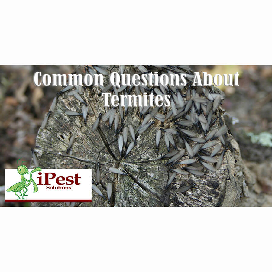 Termie_control_waco_texas