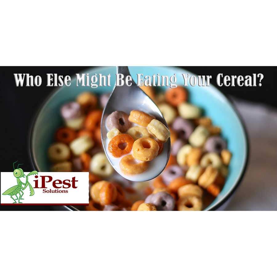 waco_pest_control_stored_product_pest_featured