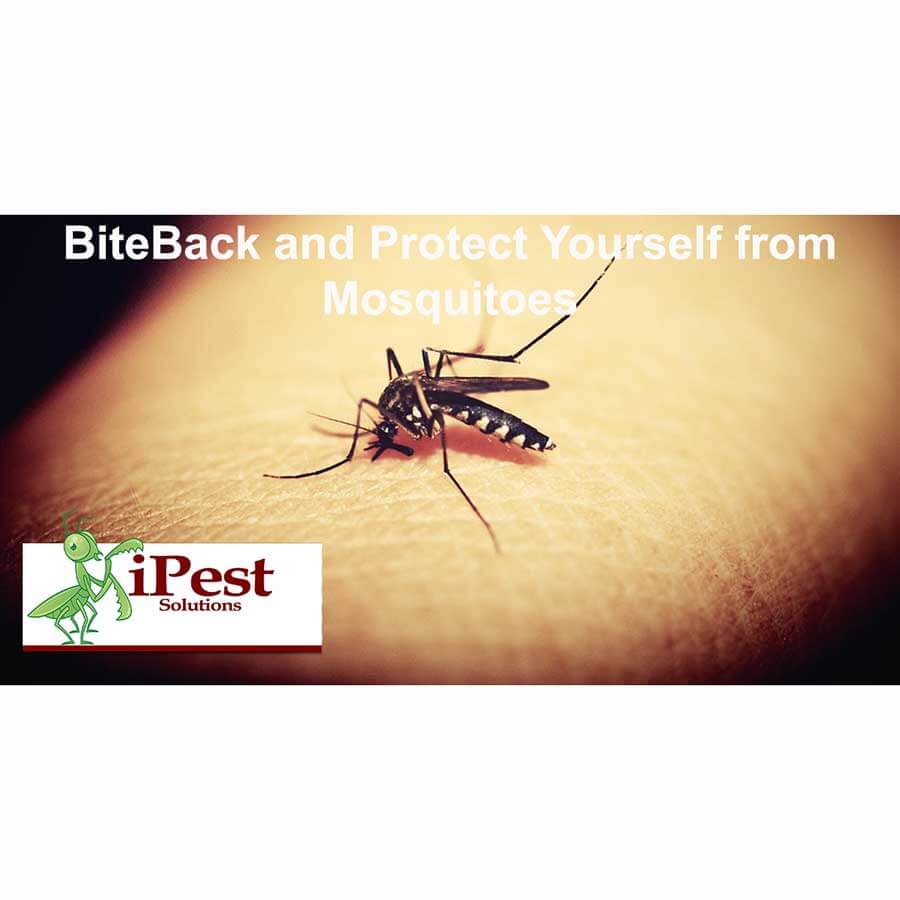 waco_texas_pest_control_mosquito