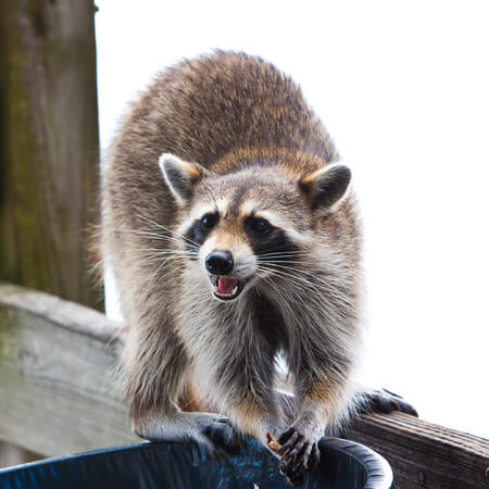 Waco Wildlife Control