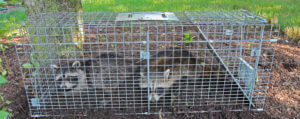 wildlife