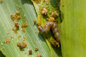 Waco Armyworm
