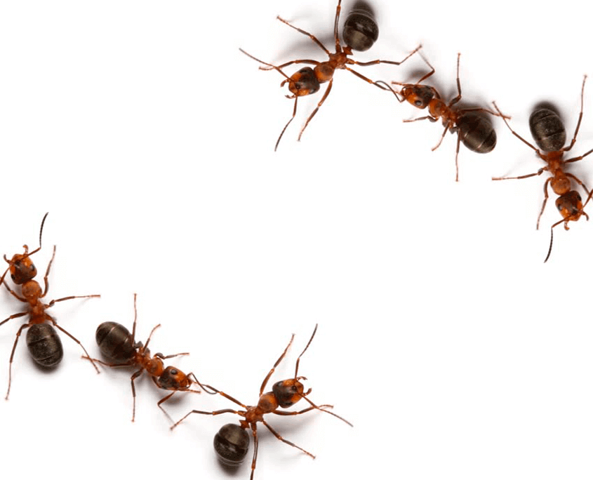 Fire-Ants.png