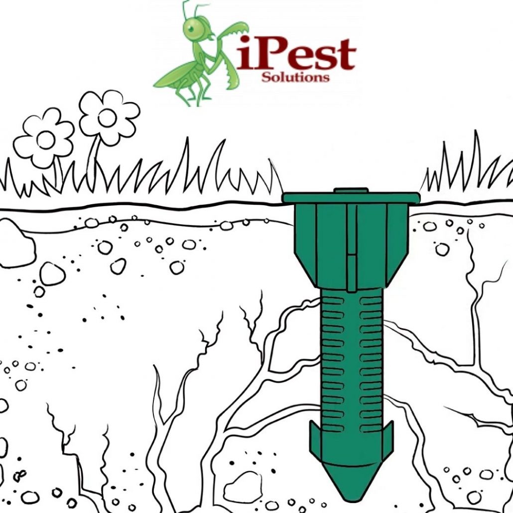 Termite Control Waco