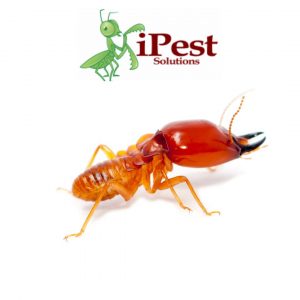 Waco Termites