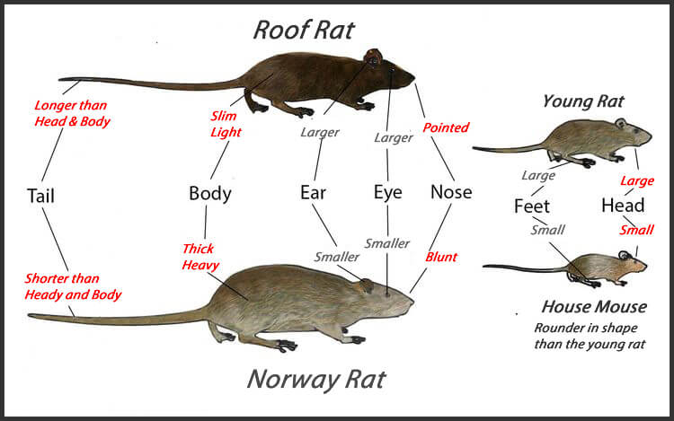 rats-mice-comp