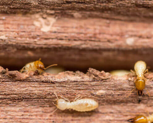 waco-termites-495×400